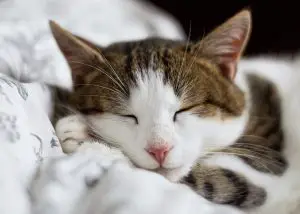 Why your cat keeps you awake