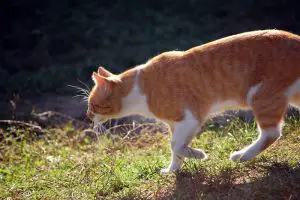 A photo of a cat hunting a small target