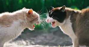 A photo of cats fighting for territory.