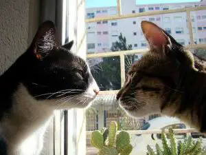 A photo of two cats staring at each other.
