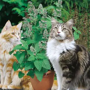 A photo of two cats with a catnip plant.