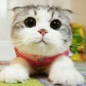 A photo of a cat looking cute