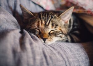 why cats sleep so much