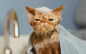 A photo of a cat in the bath
