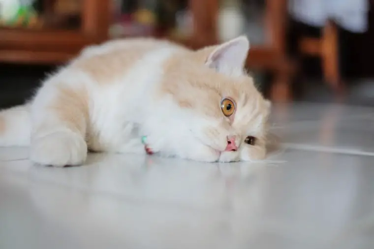 A photo of a sad looking cat