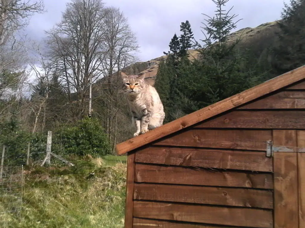 A photo of a cat perched high on a shed roof