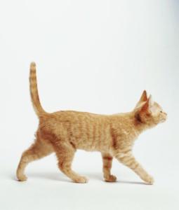 A photo of a cat with a straight tail