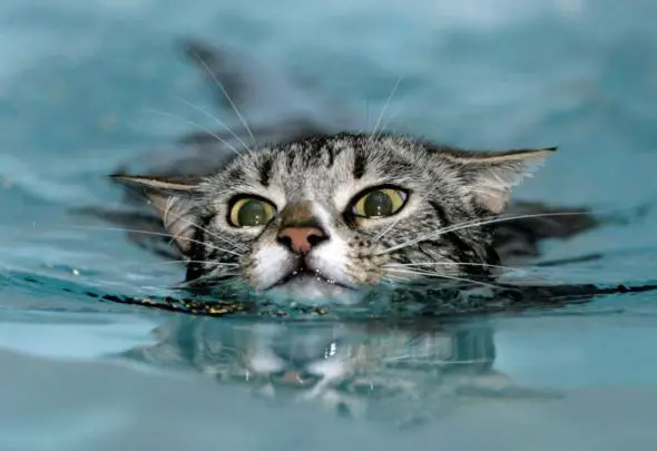 A photo of a cat swimming