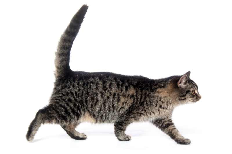 A photo of a cat and its tail