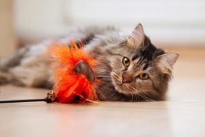 A photo of a cat playing with a toy