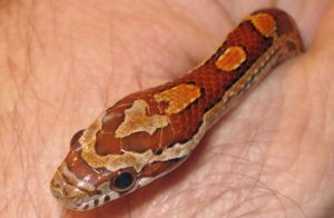 a photo of a pet corn snake in a persons hand
