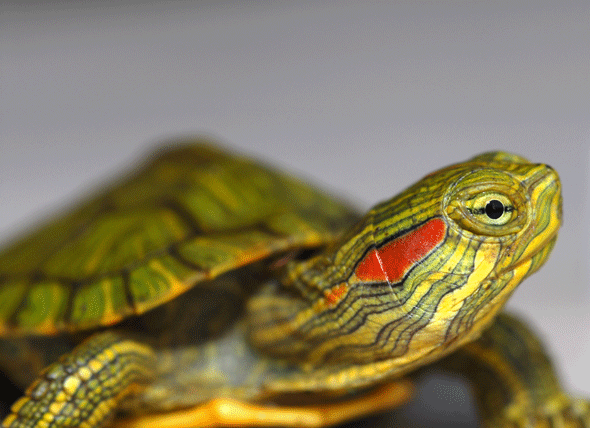 A photo of a slider turtle