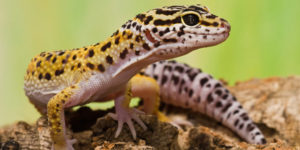 A leopard gecko in a tank