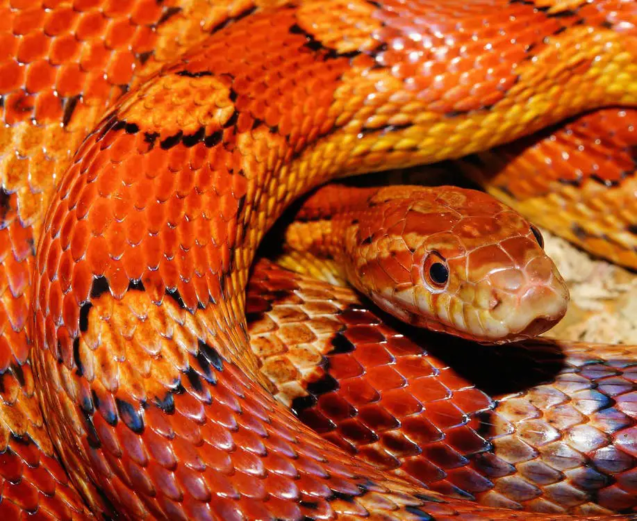 a photo of a corn snake
