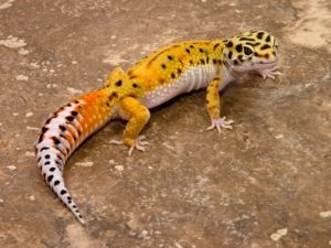 A photo of a leopard geckos tail