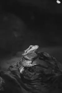 A black and white photo of a bearded dragon in a vivarium