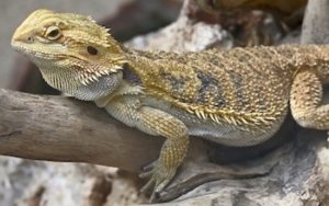 A photo of a bearded dragon relaxing