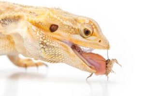 Bearded dragon eating a cricket
