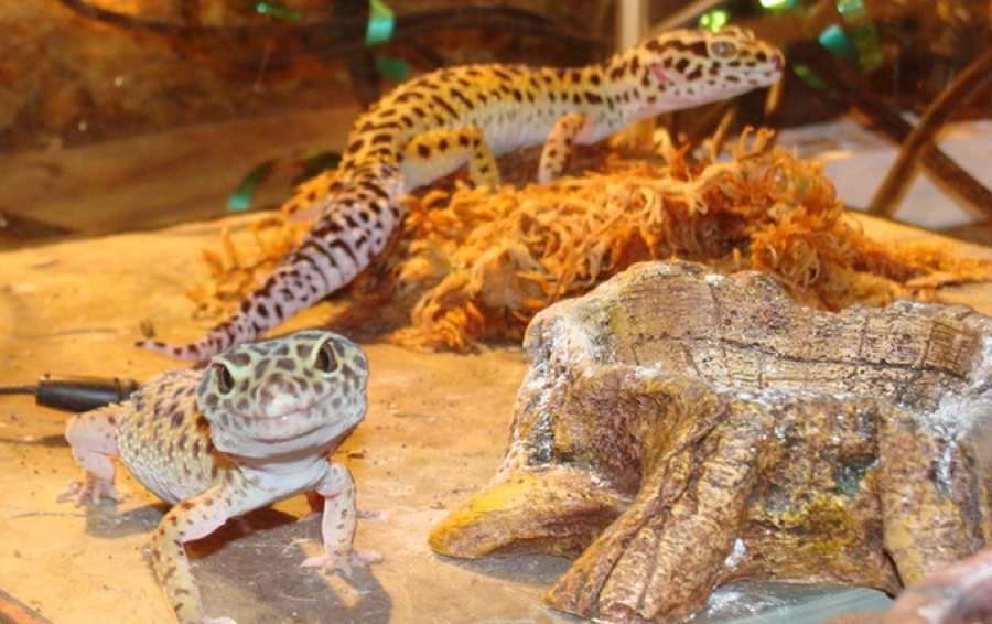 Leopard geckos housed together