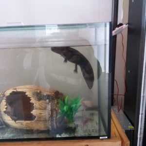 A photo of a constipated Axolotl that is floating and will not eat