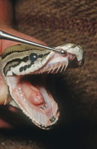 Do ball pythons bite
