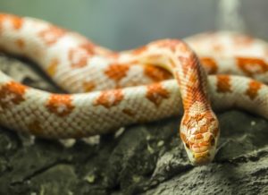 A photo of a corn snake in vivarium