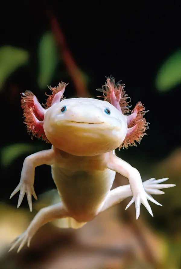 A photo of an Axolotl in a tank