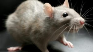 A photo of a pet rat