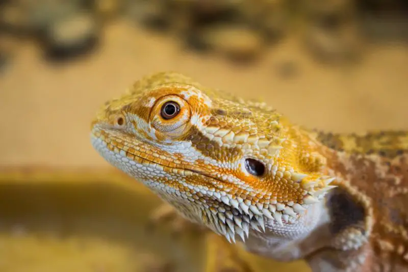 A close up photo of a bearded dragons head