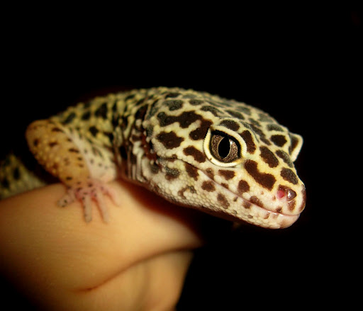 A leopard gecko being handled