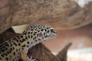 can leopard geckos live together?