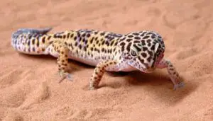 A photo of a leopard gecko in some sand