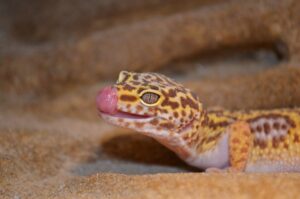 leopard gecko is happy or stressed