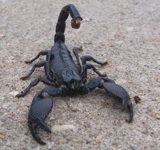 A photo of an emperor scorpion arching it’s stinger