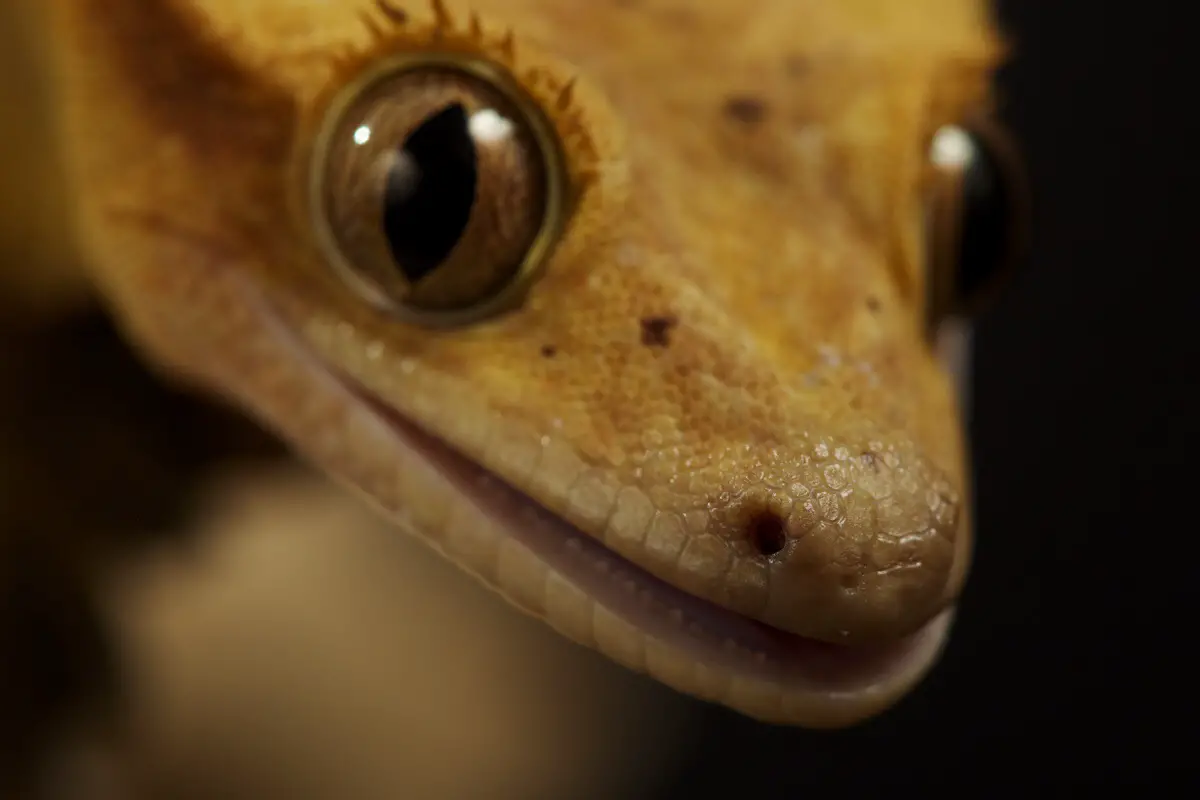 A close up photo of a crested geckos teeth