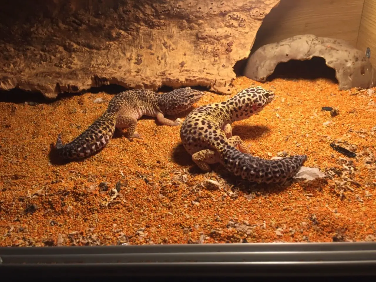 Leopard geckos keeping warm in tank
