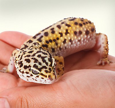 how many eggs does a leopard gecko lay