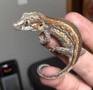 Can gargoyle geckos live together?