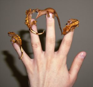 A photo of some baby crested geckos in a hand