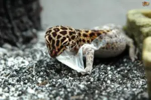 A photo of a leopard gecko pulling off its old skin