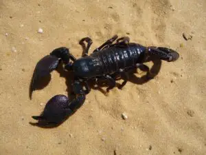 Does an emperor scorpion sting hurt?