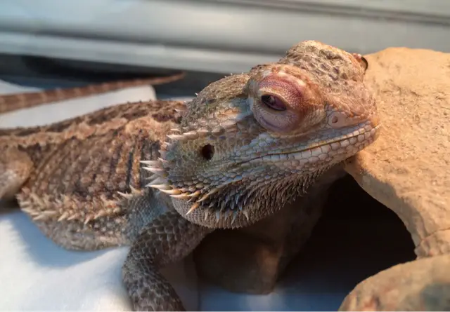 A photo of a bearded dragon with bulging eyes