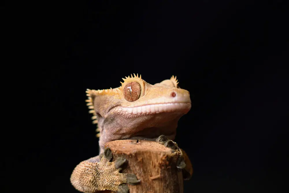 A photo of a crested gecko eating