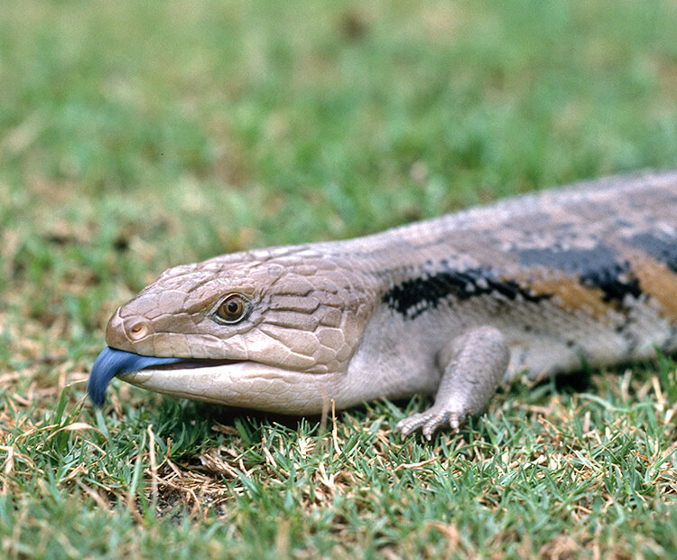 A photo of a blue tongued skink with its teeth showing