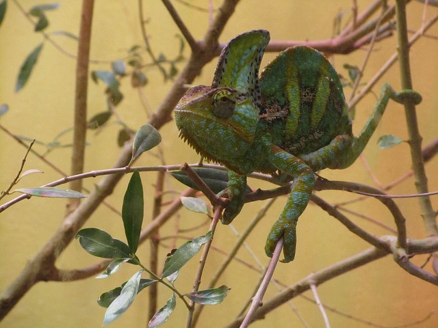 A photo of a veiled chameleon on a branch