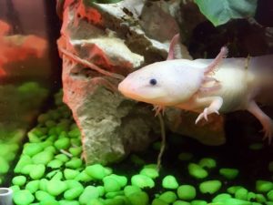 axolotl diet and axolotl food