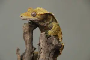 A crested gecko resting on a branch