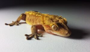crested gecko diet