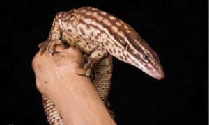 Do red ackie monitor lizards bite