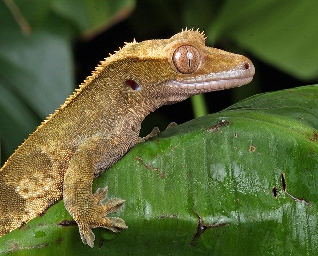 A photo of a crested gecko in its tank.